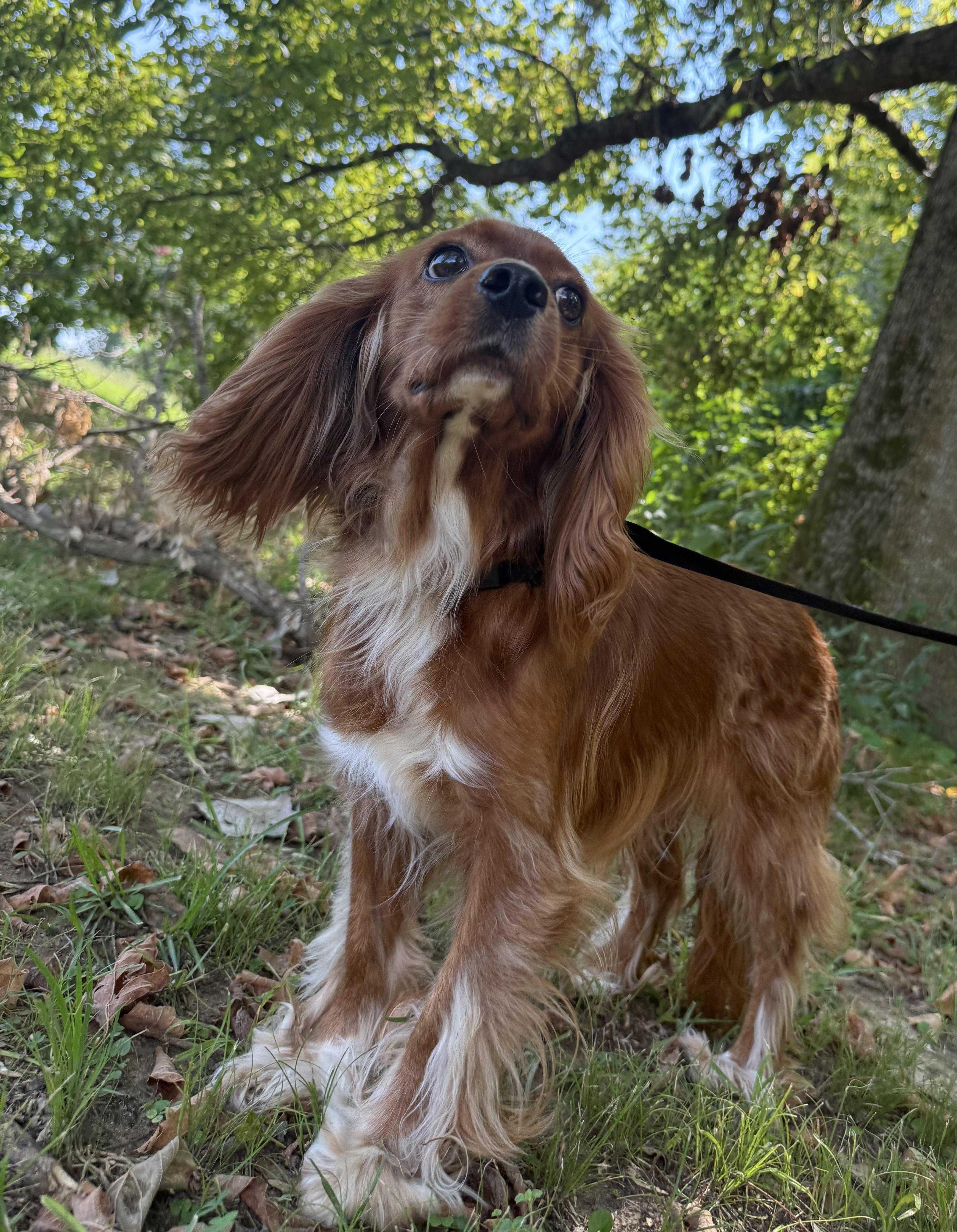 Enlarge Ginger, a Adopted mixed breed in Vicksburg, MS image 1/1