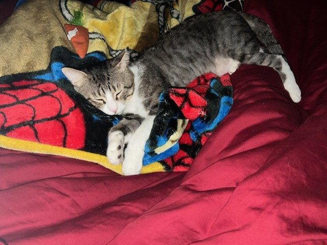 Buster (Needs Cat Buddy), Adoptable, Adult Male Domestic Short Hair.