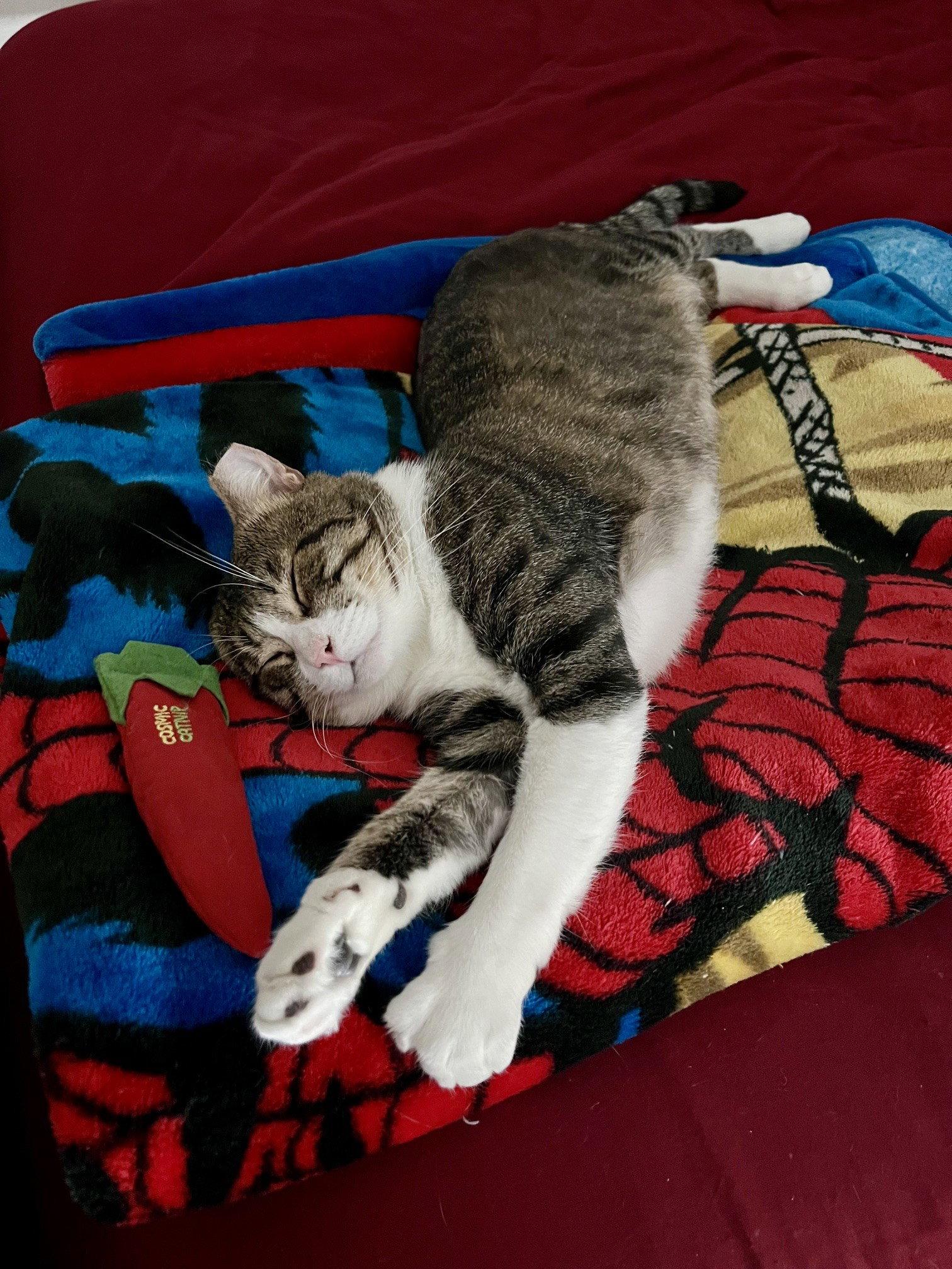 Buster (needs cat buddy), Adoptable, Adult Male Domestic Short Hair.