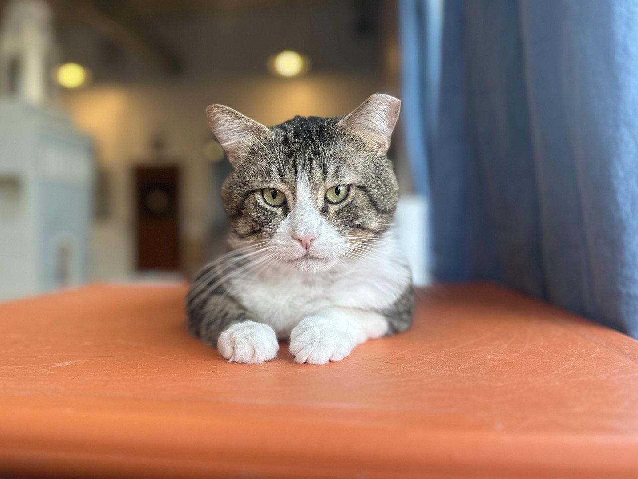Enlarge Buster (needs cat buddy), a Adoptable Domestic Short Hair in Oakland, CA image 2/3