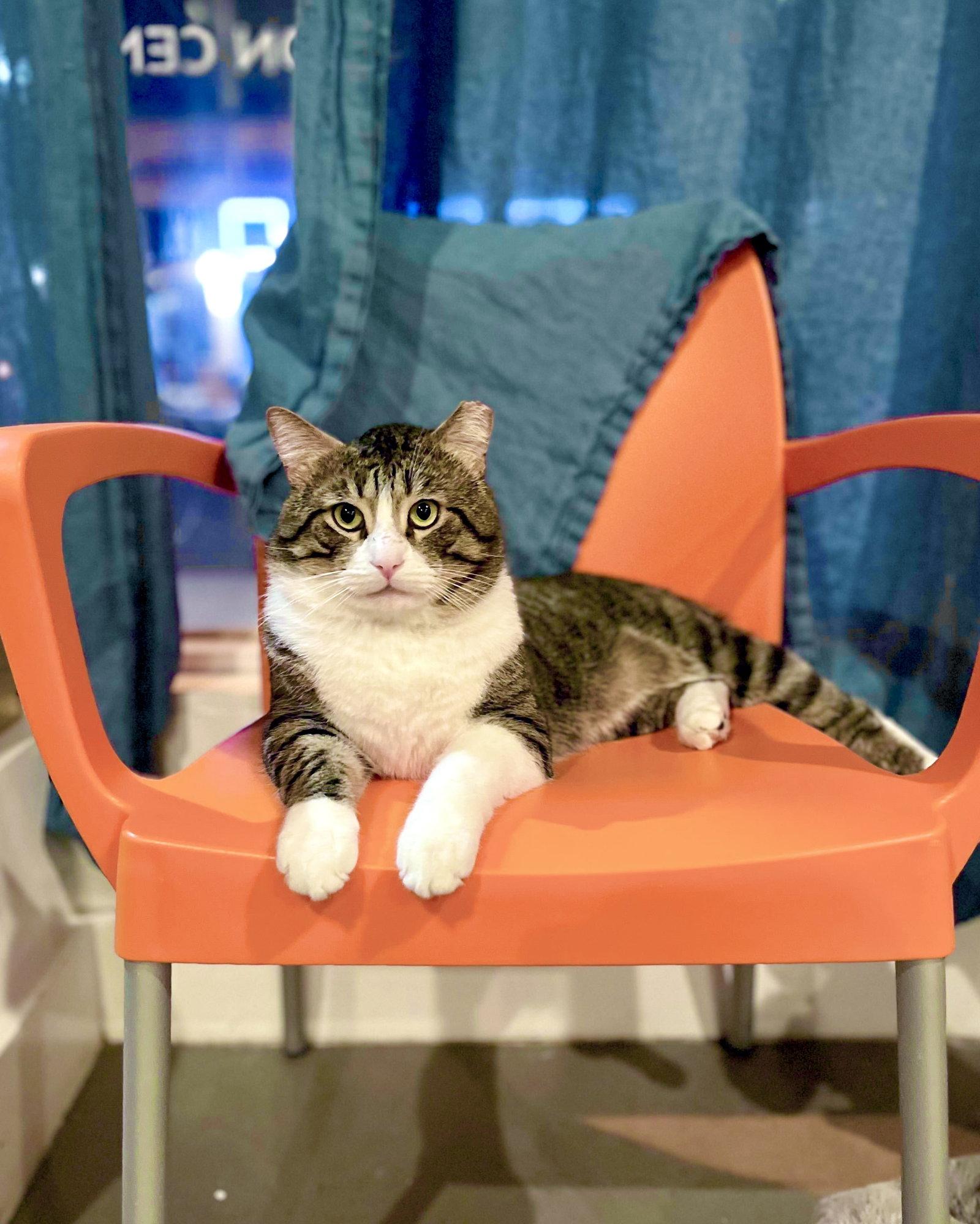Buster (Needs Cat Buddy), a Adoptable Domestic Short Hair in Oakland, CA image 2/3