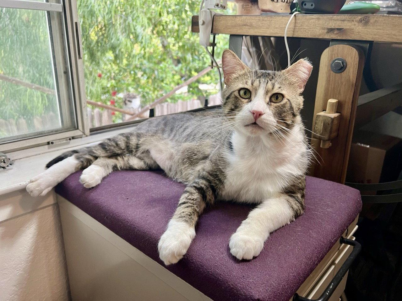 Buster (Needs Cat Buddy), a Adoptable Domestic Short Hair in Oakland, CA image 3/3