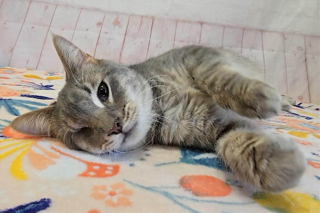 Enlarge Jasper, a ADOPTABLE Domestic Short Hair in Red Wing, MN image 2/4