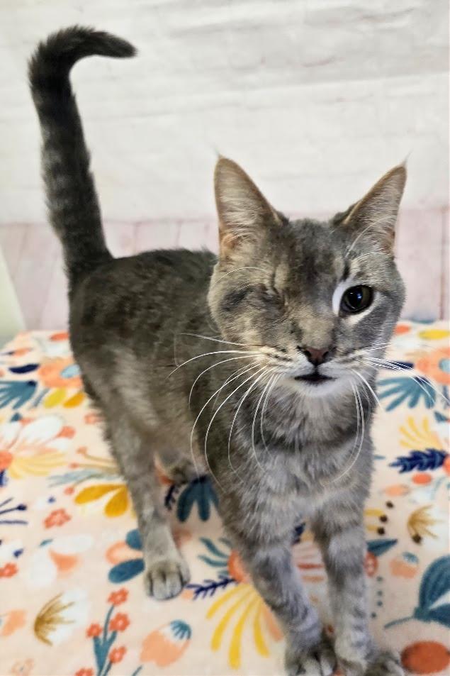 Jasper, ADOPTABLE, Senior Female Domestic Short Hair.