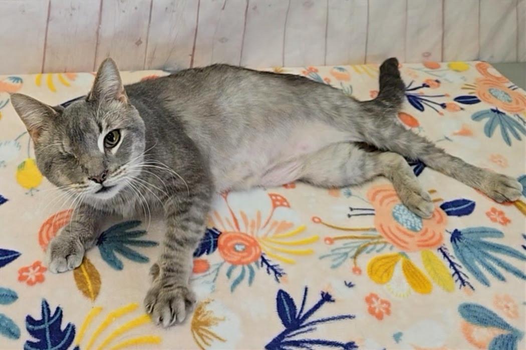 Enlarge Jasper, a ADOPTABLE Domestic Short Hair in Red Wing, MN image 3/4