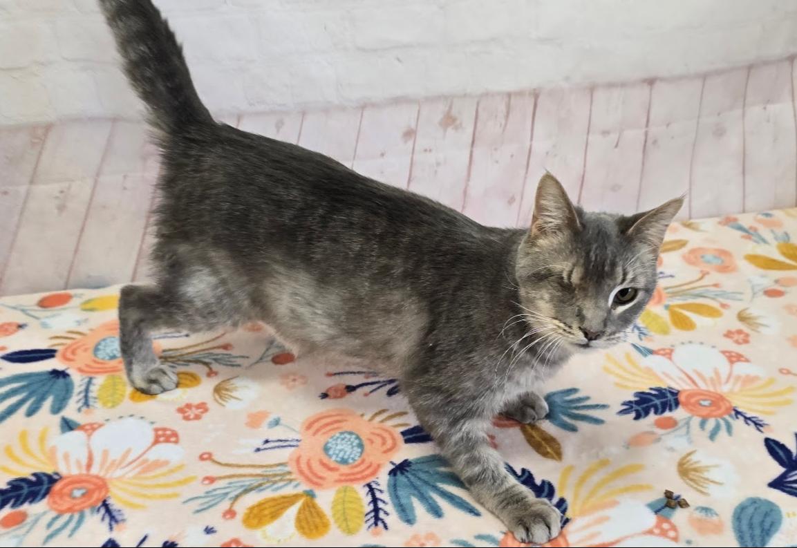 Enlarge Jasper, a ADOPTABLE Domestic Short Hair in Red Wing, MN image 4/4