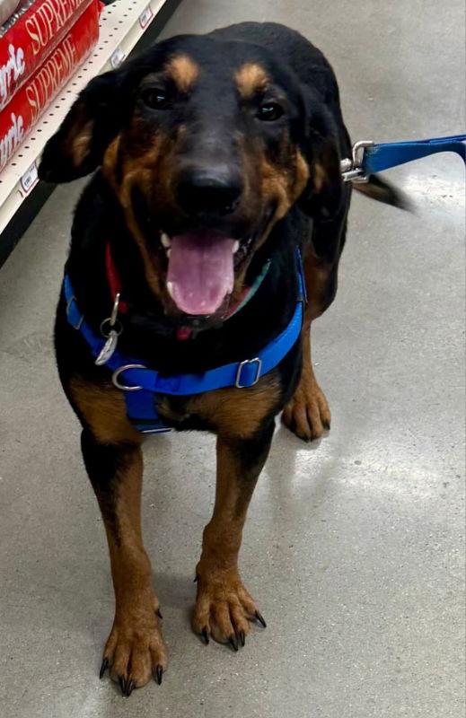 Bones *Adopt*, Adoptable, Young Male Hound.