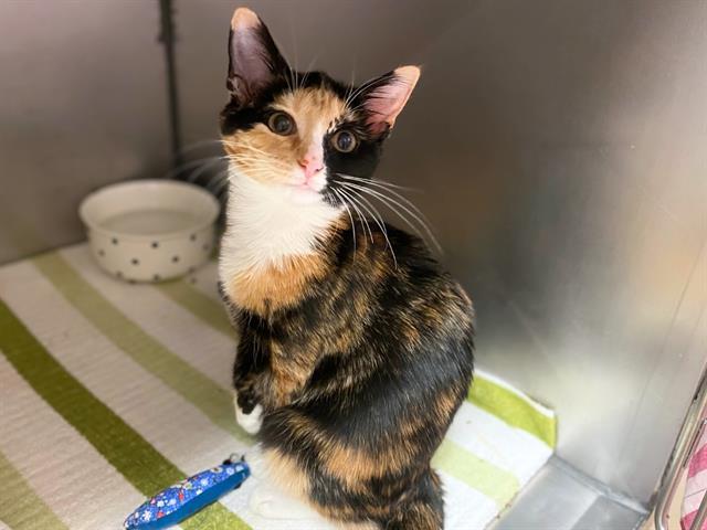 MITTENS, Adoptable, Kitten Female Domestic Short Hair.