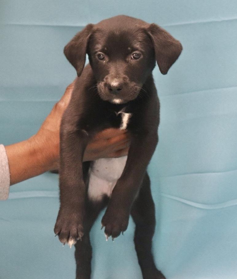 Enlarge Maizey, an adopted Labrador Retriever in Manchester, CT image 1/2