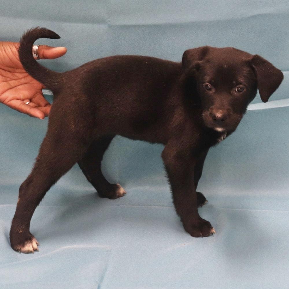 Enlarge Maizey, an adopted Labrador Retriever in Manchester, CT image 2/2