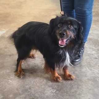 Winnie, ADOPTABLE, Adult Male Irish Setter.