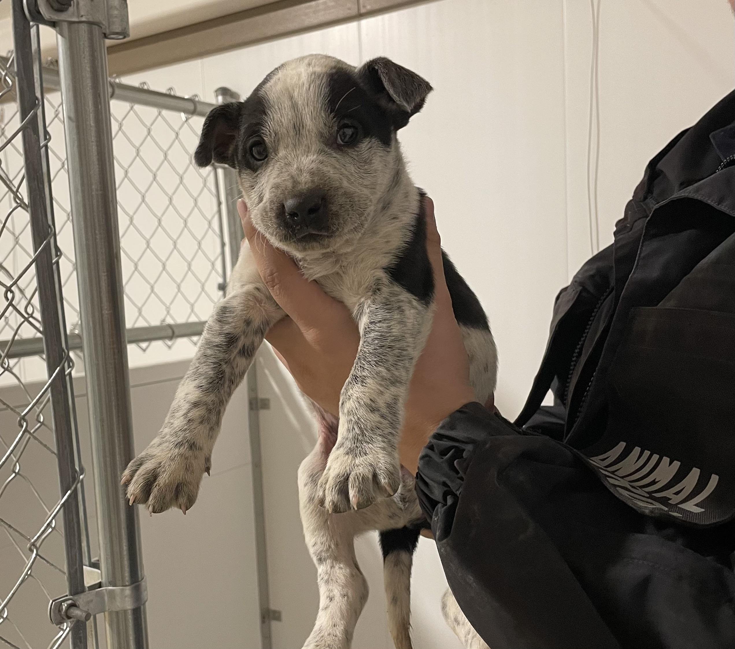 Peanut, ADOPTABLE, Puppy Male Pit Bull Terrier.