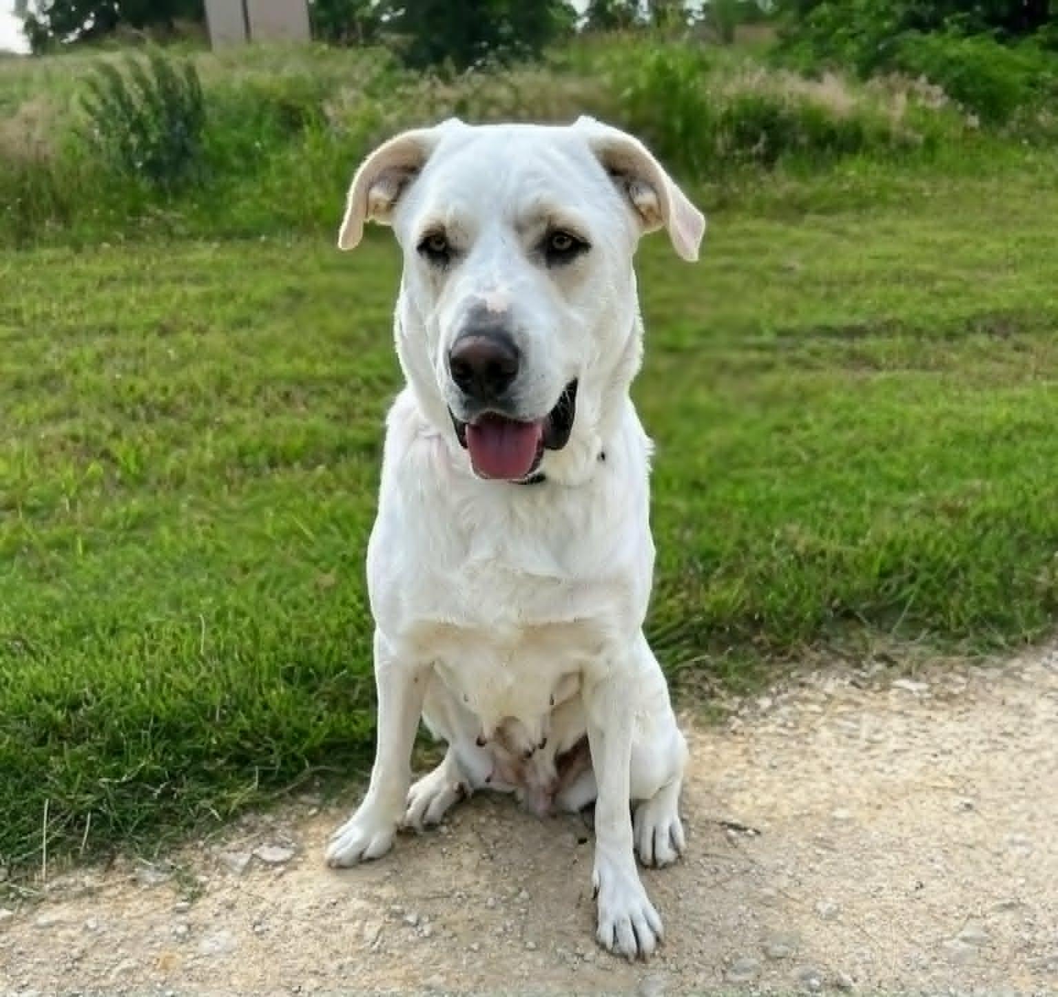 Enlarge Hailey, an adoptable mixed breed in Montague, TX image 1/3