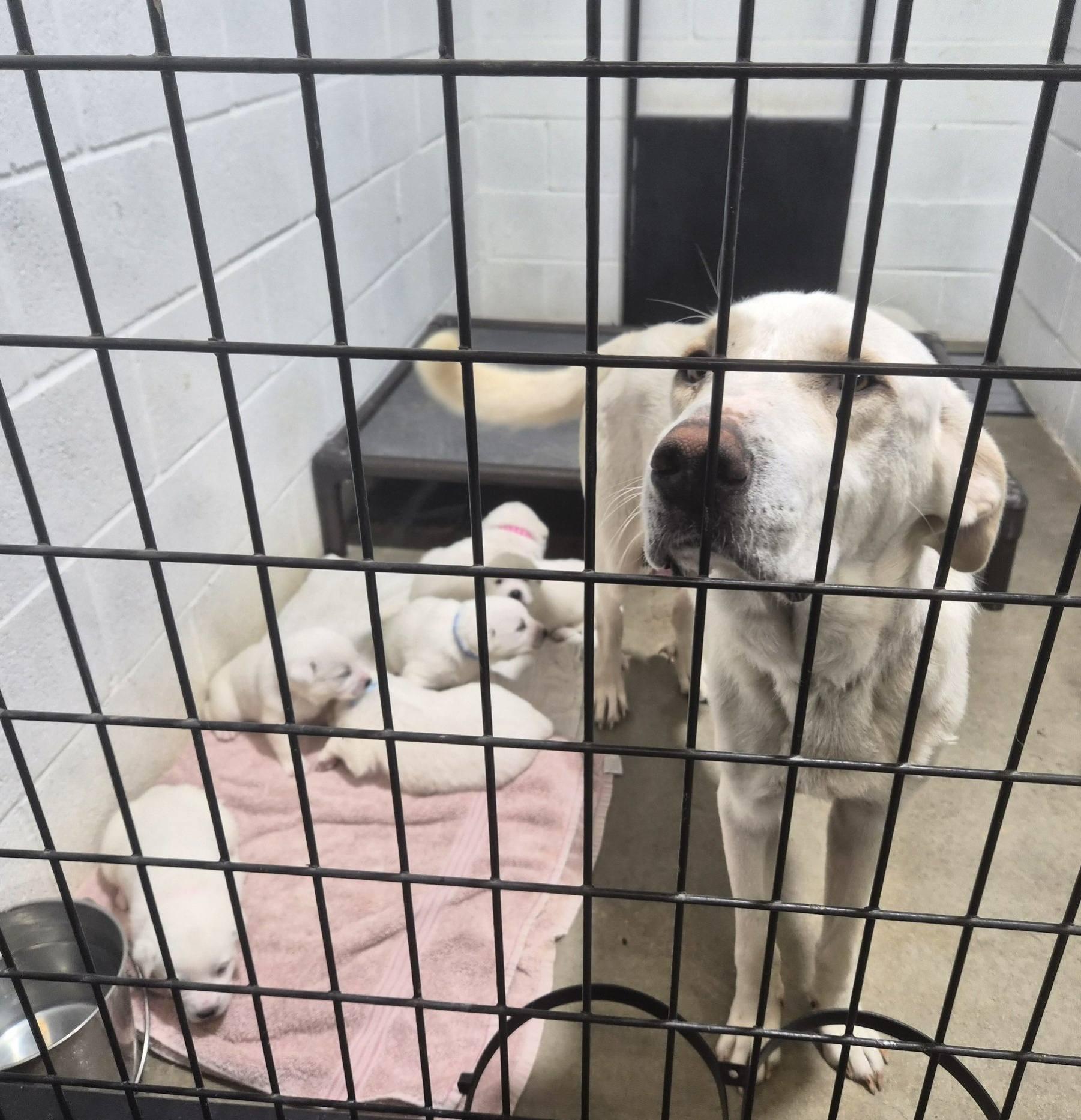 Hailey, an adoptable mixed breed in Montague, TX image 3/3