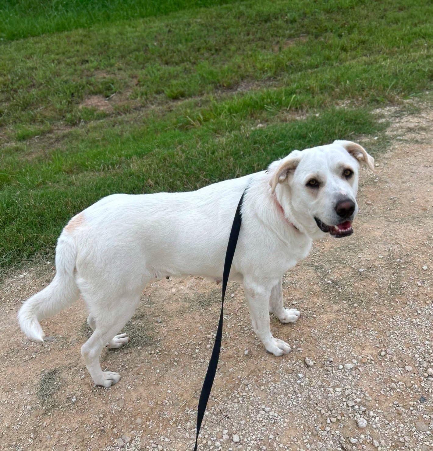 Enlarge Hailey, a Adopted mixed breed in Montague, TX image 2/4