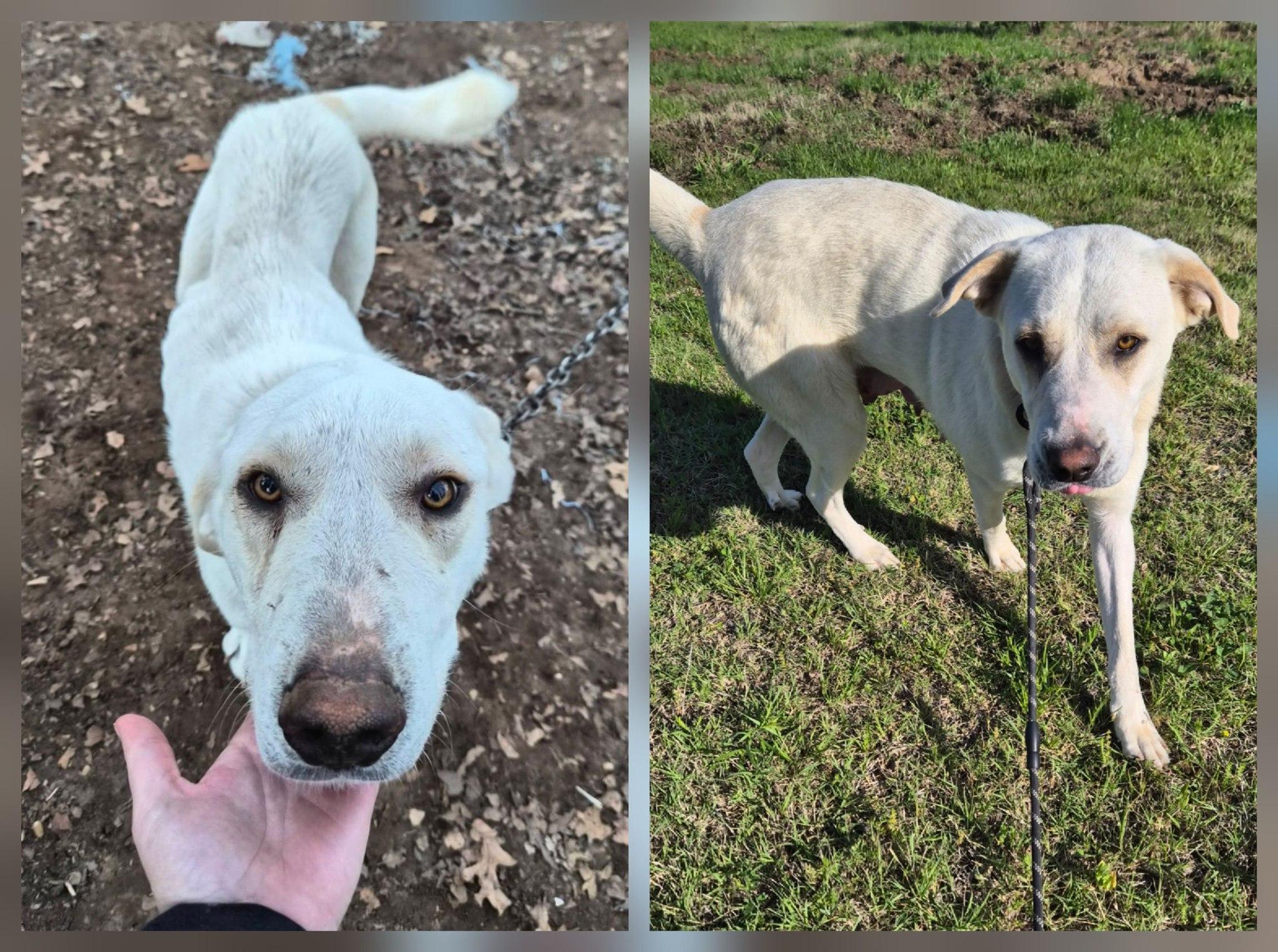 Hailey, an adoptable mixed breed in Montague, TX image 2/3