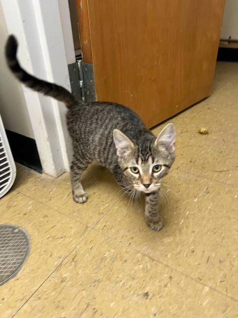 Enlarge Zucchini, a Adopted Domestic Short Hair in Old Saybrook, CT image 1/1