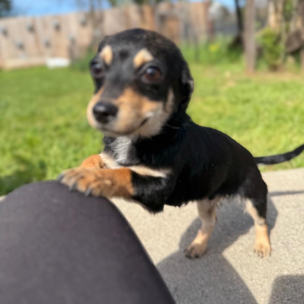 Benny, Adoptable, Puppy Male Dachshund & Mixed Breed.