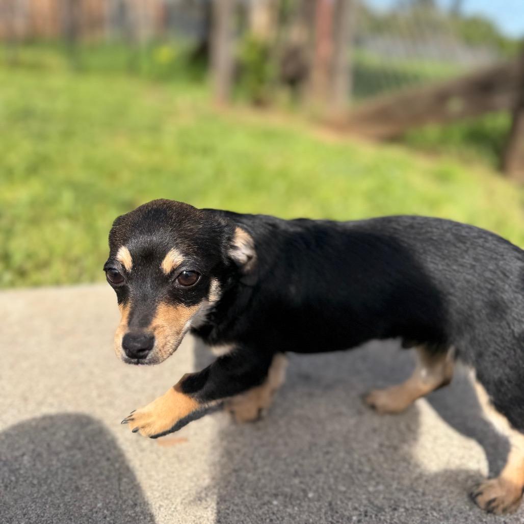 Enlarge Benny, a Adoptable mixed breed in Sacramento, CA image 2/5