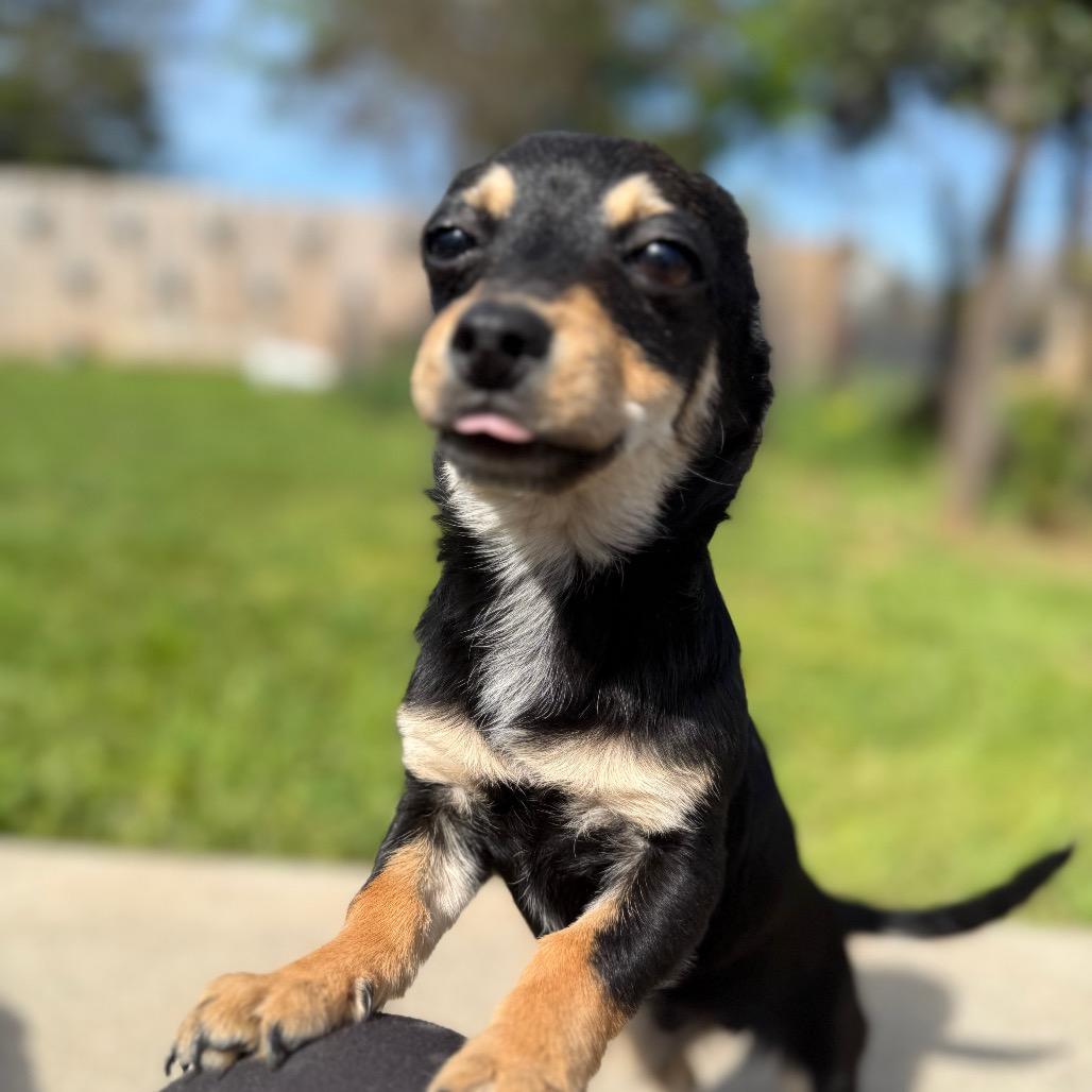 Enlarge Benny, a Adoptable mixed breed in Sacramento, CA image 3/5