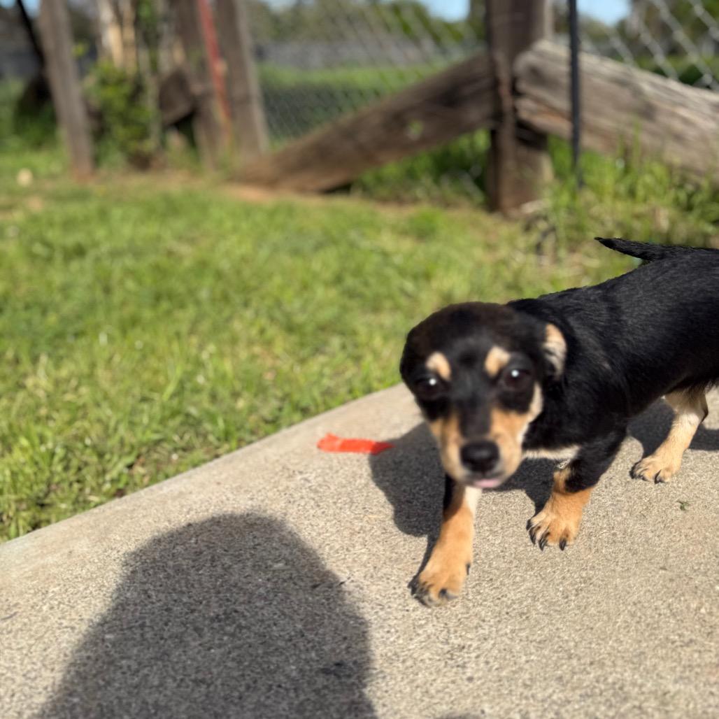 Enlarge Benny, a Adoptable mixed breed in Sacramento, CA image 4/5