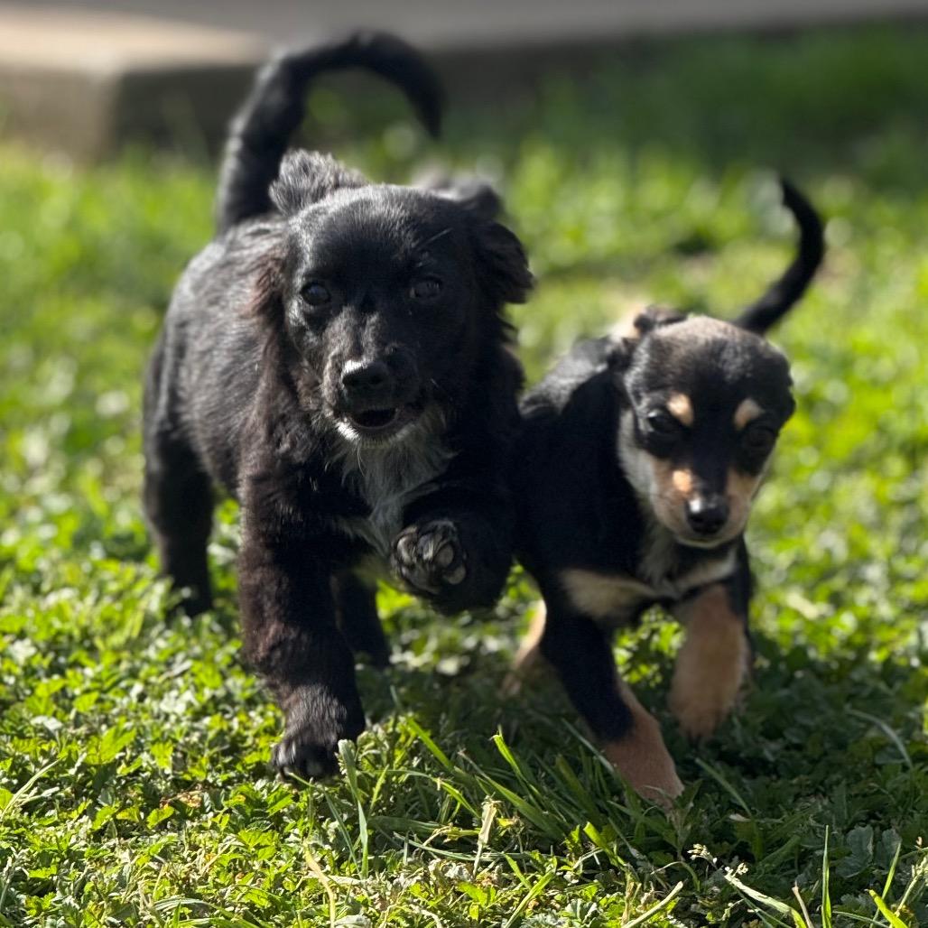 Enlarge Benny, a Adoptable mixed breed in Sacramento, CA image 5/5