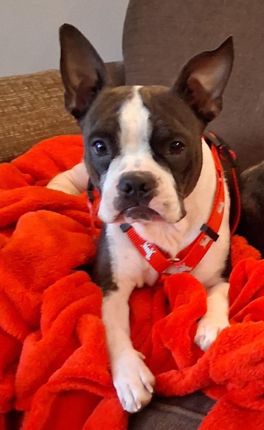 Winnie in NE, Adoptable, Young Female Boston Terrier.
