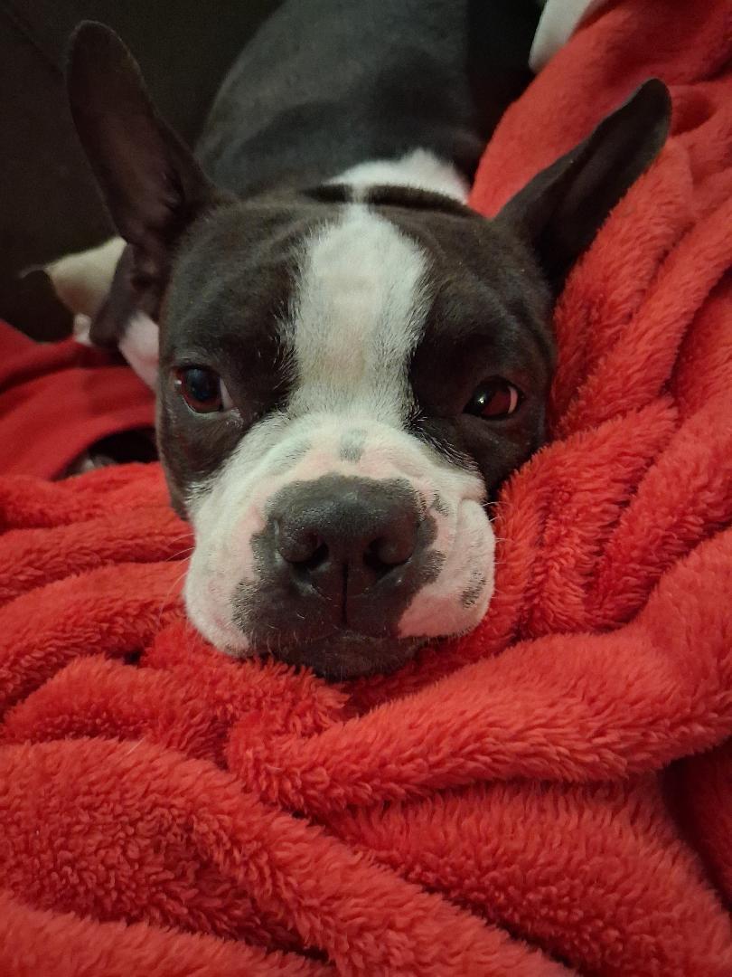 Enlarge Winnie in NE, a Adoptable Boston Terrier in Elkhorn, NE image 4/4