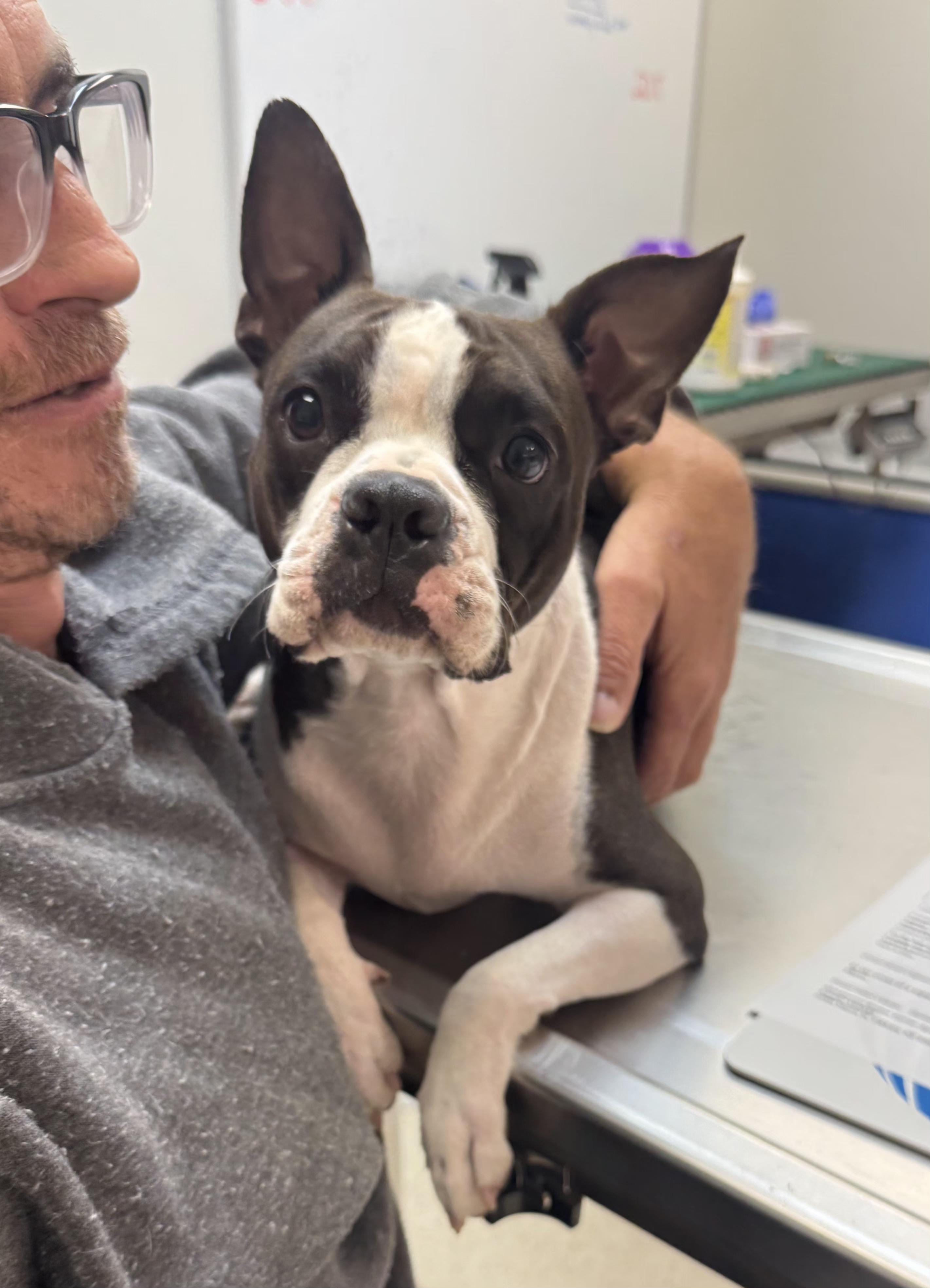 Enlarge Winnie in NE, a Adoptable Boston Terrier in Elkhorn, NE image 2/4