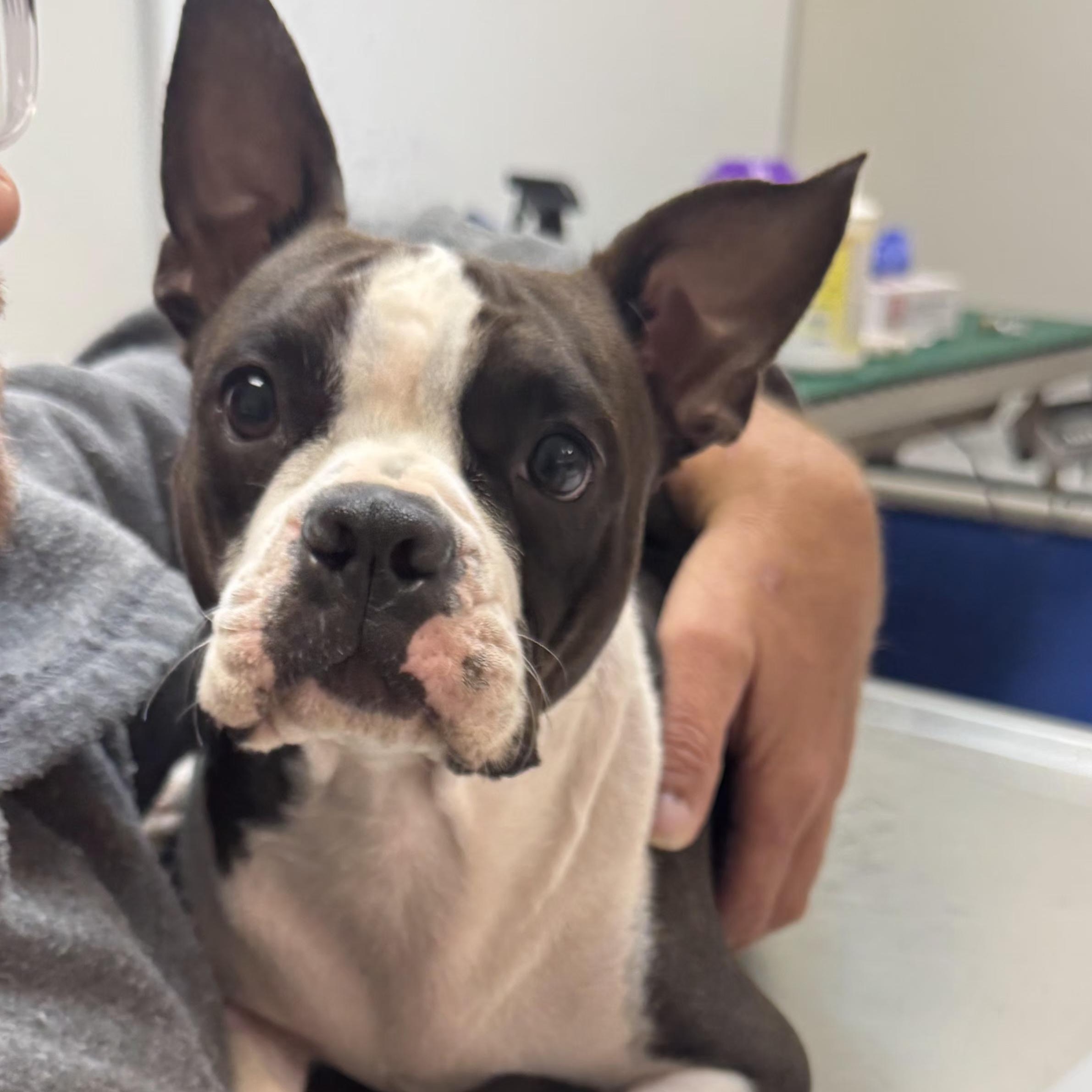 Enlarge Winnie - pending , a Adoptable Boston Terrier in Elkhorn, NE image 2/4