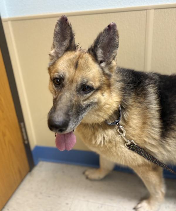 Tootie, Adopted, Senior Female German Shepherd Dog.