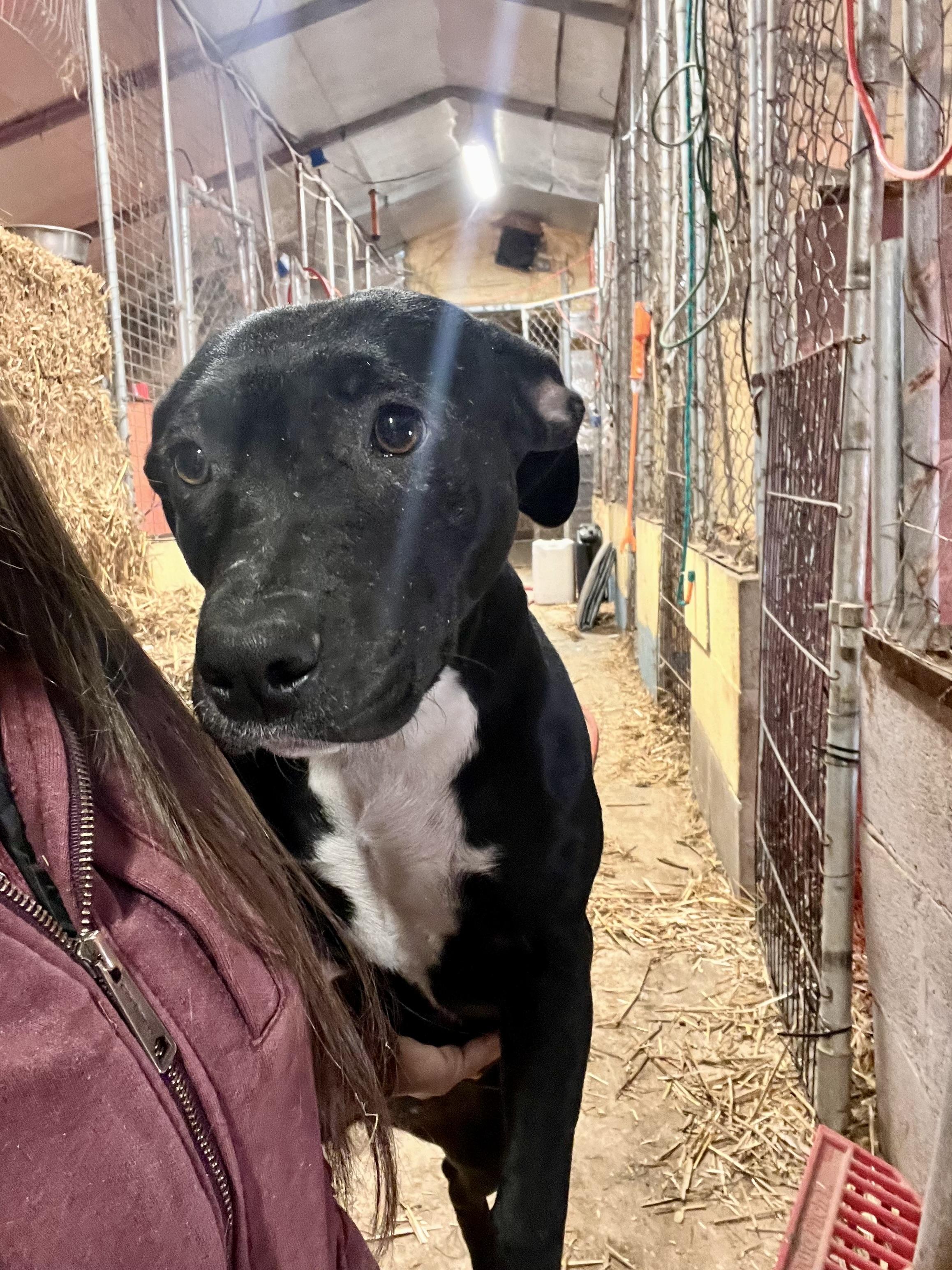 Enlarge Eden, a Adoptable mixed breed in Tracy City , TN image 3/3