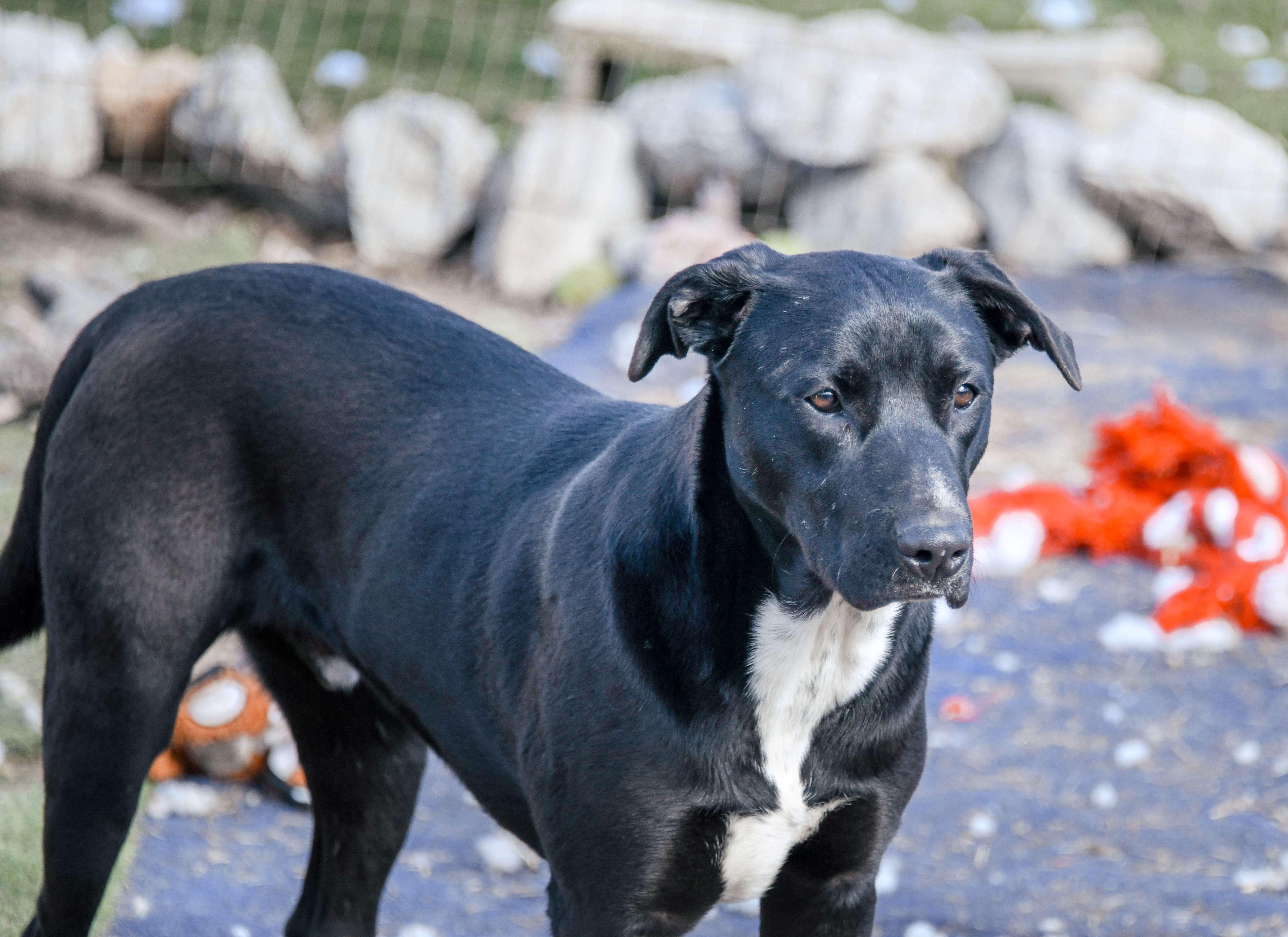 Eden, Adoptable, Young Female American Staffordshire Terrier.