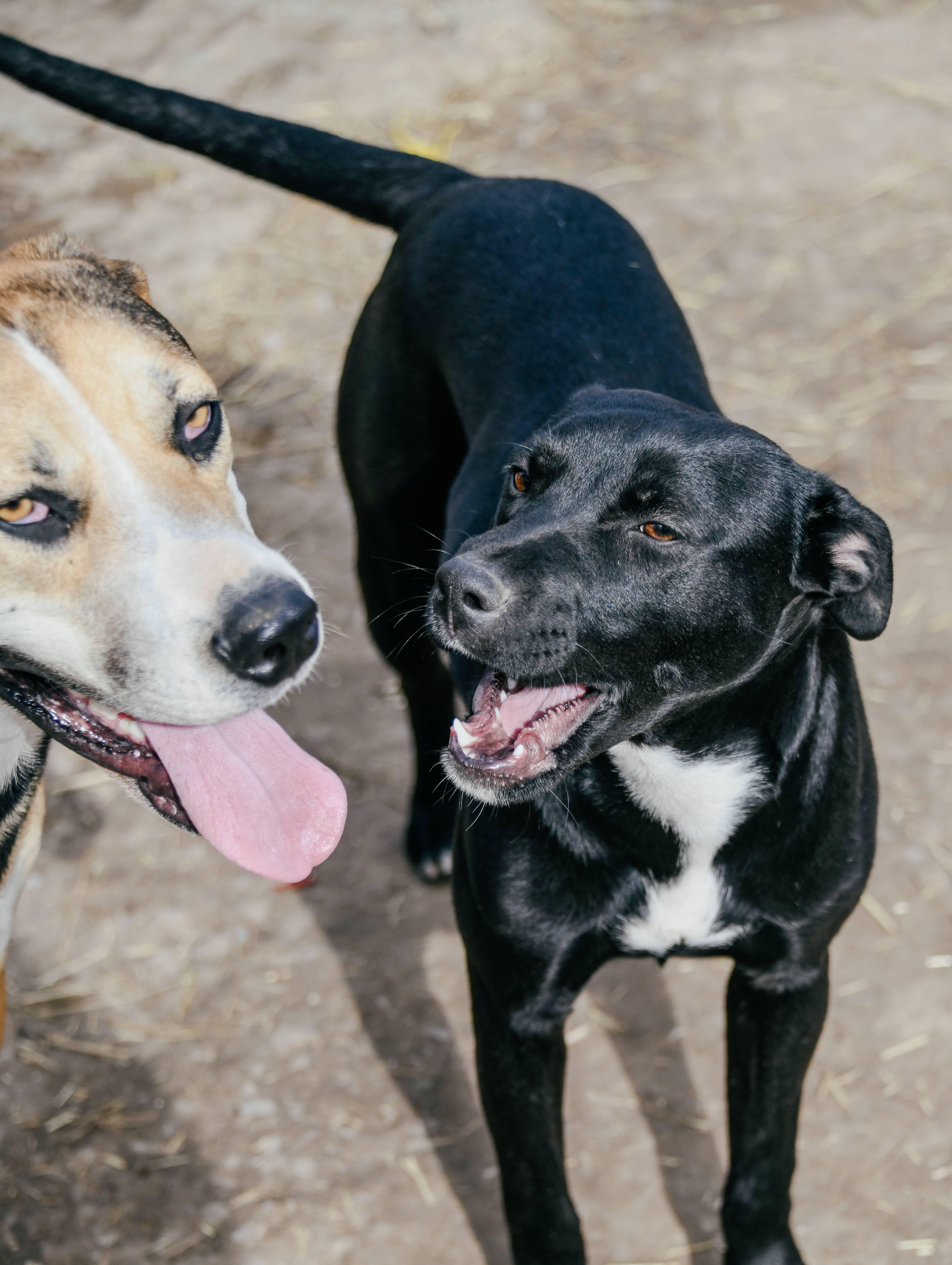 Enlarge Eden, a Adoptable mixed breed in Tracy City , TN image 2/3
