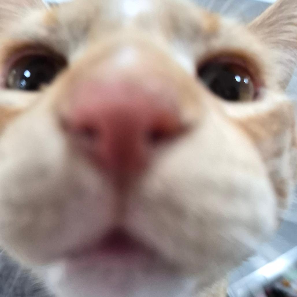 Rory, Adoptable, Adult Male Domestic Short Hair.