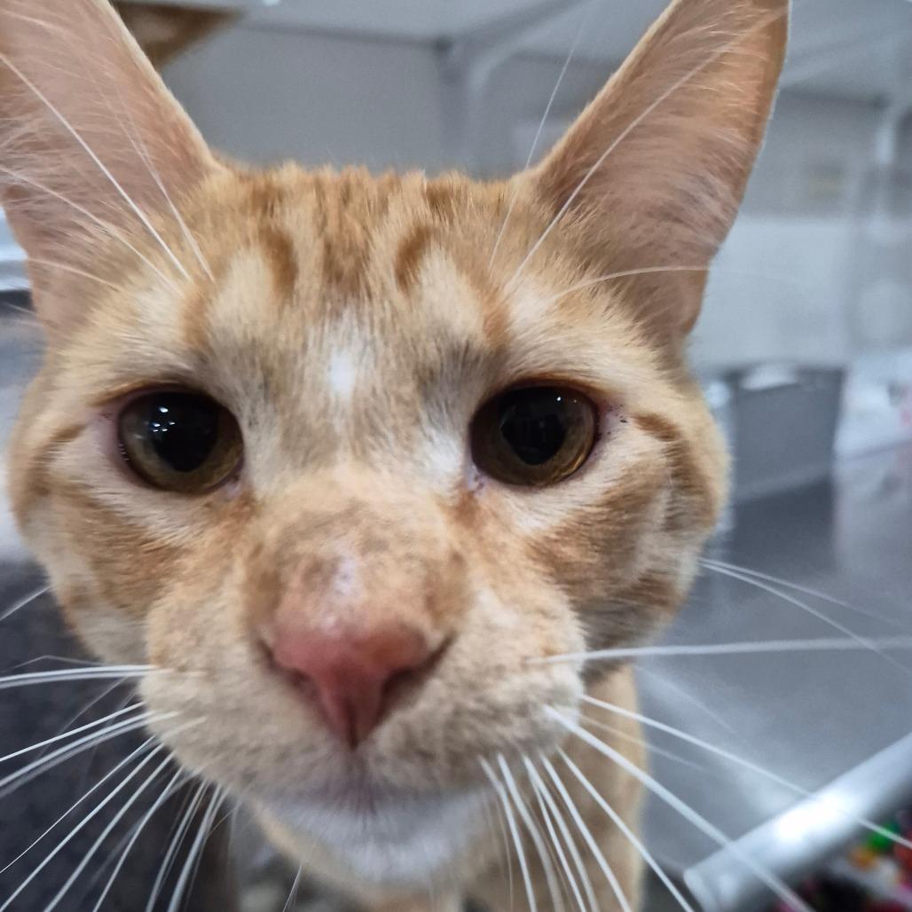 Enlarge Rory, a Adoptable Domestic Short Hair in Bismarck, ND image 2/3