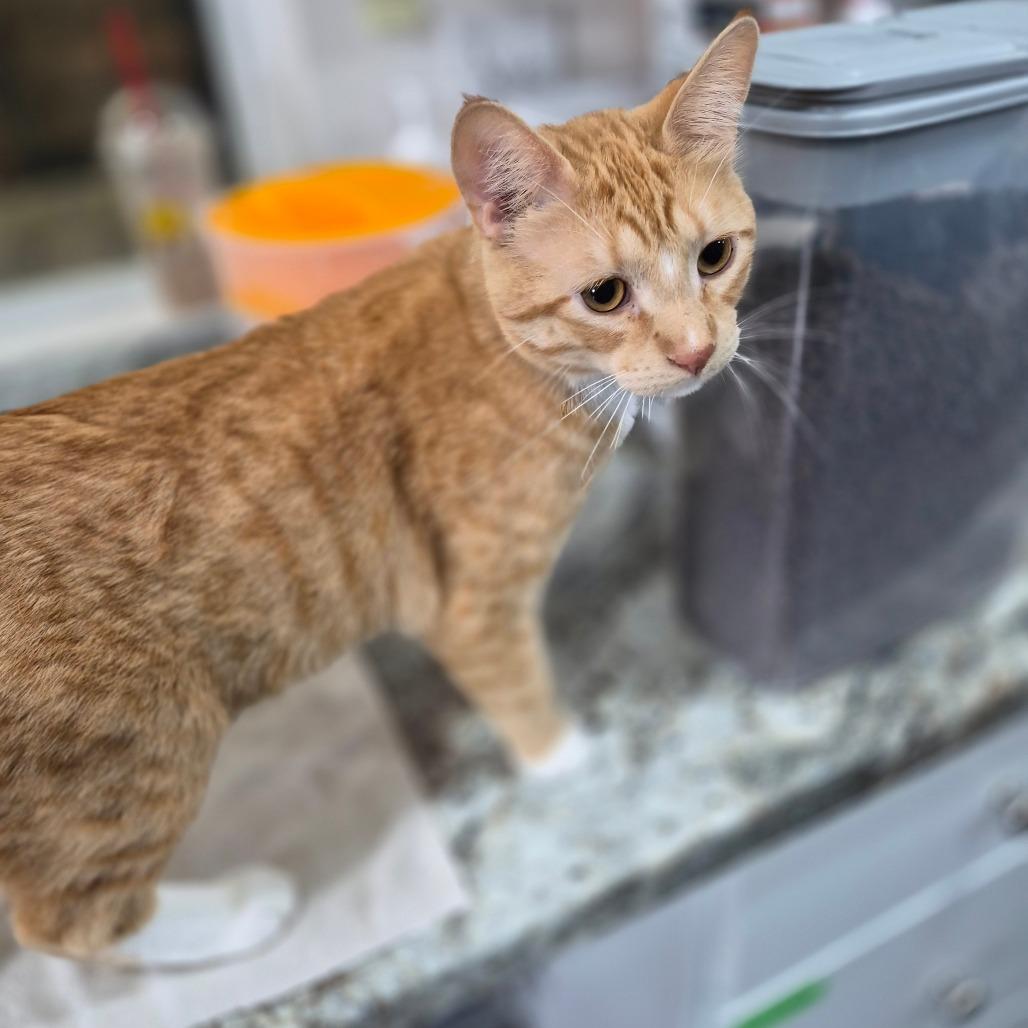 Enlarge Rory, a Adoptable Domestic Short Hair in Bismarck, ND image 3/3