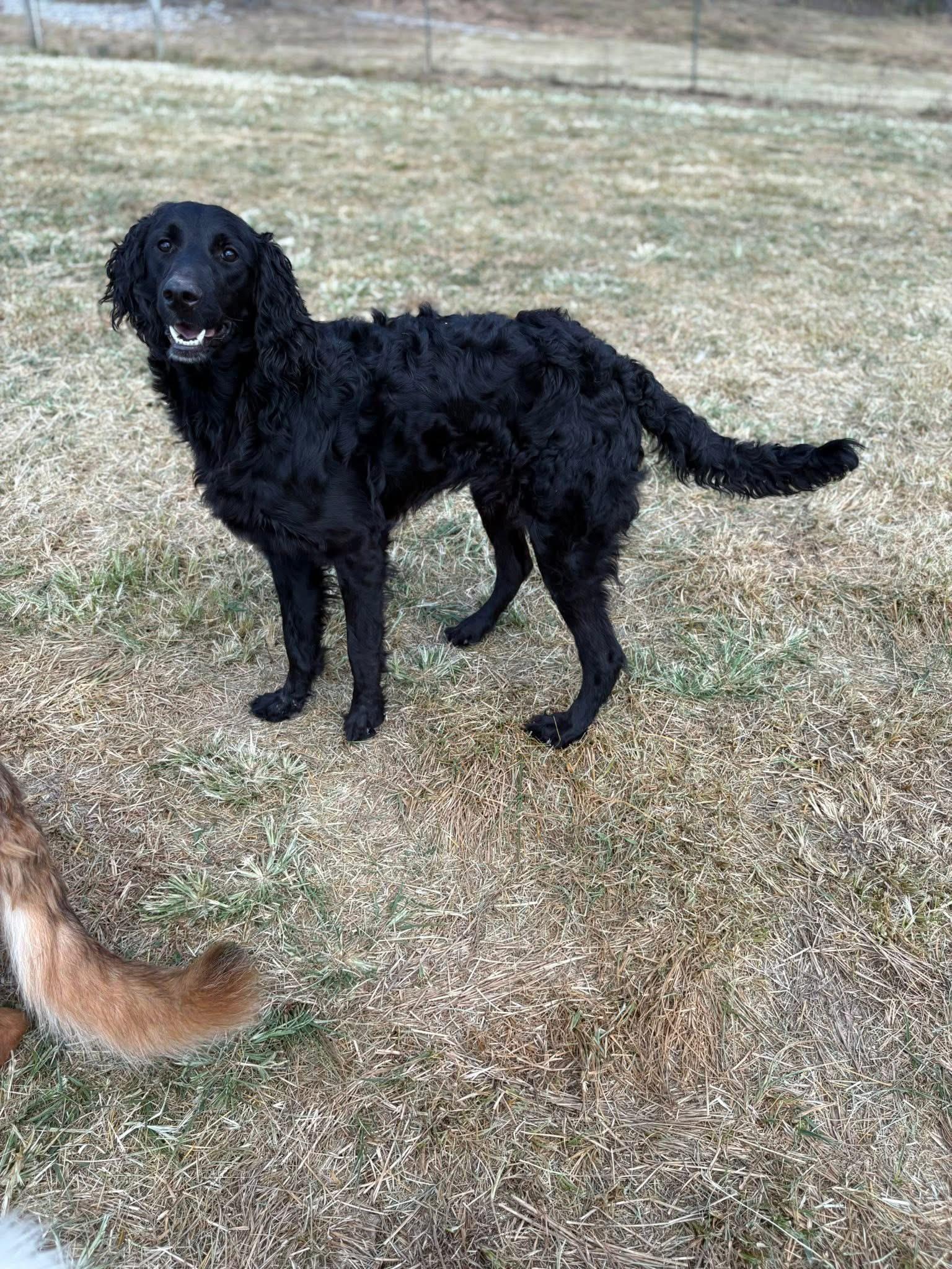 Duke & Luke, Adoptable, Adult Male Irish Setter & Poodle.