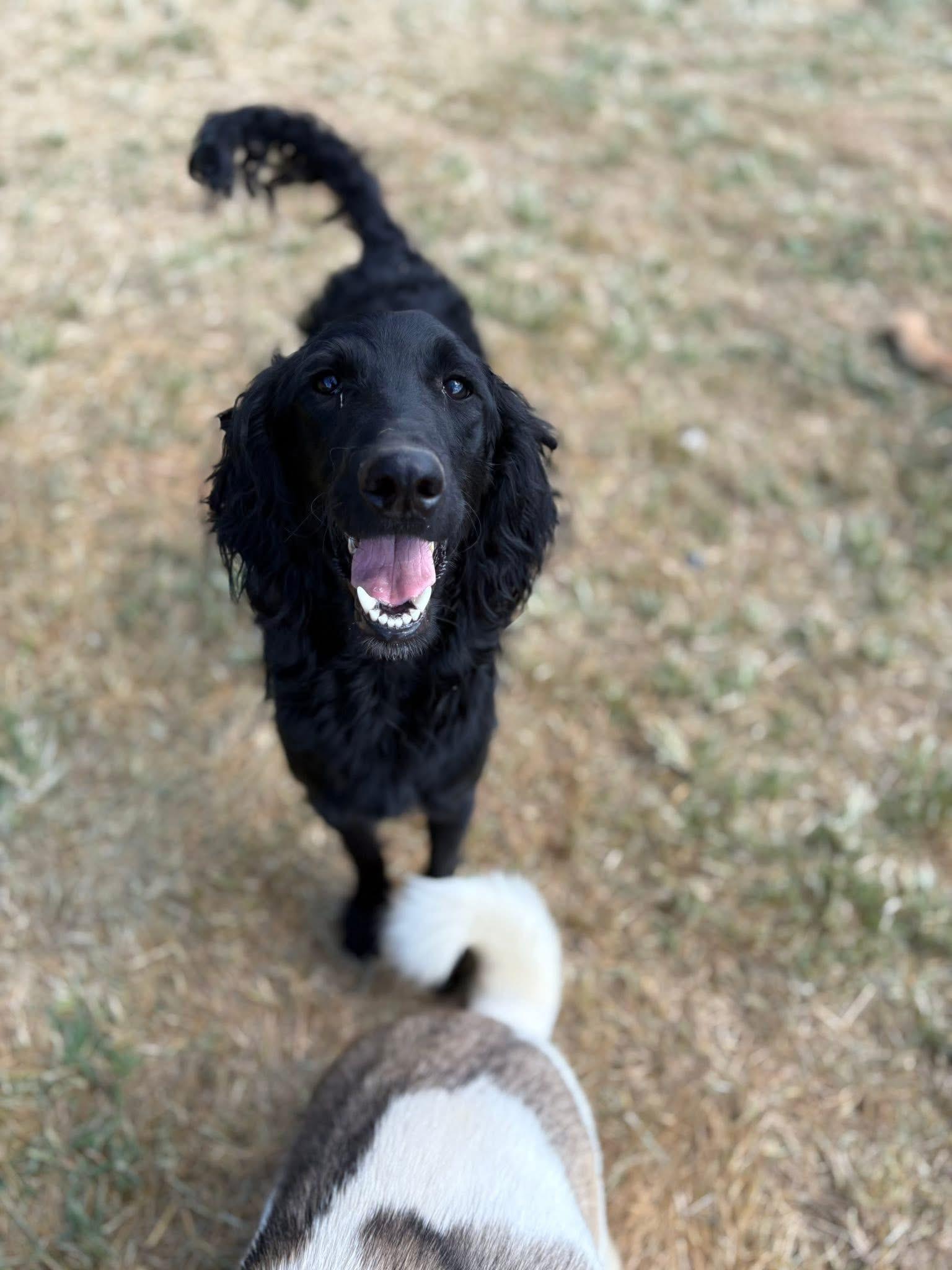 Duke & Luke, a Adoptable mixed breed in Peebles, OH image 3/3