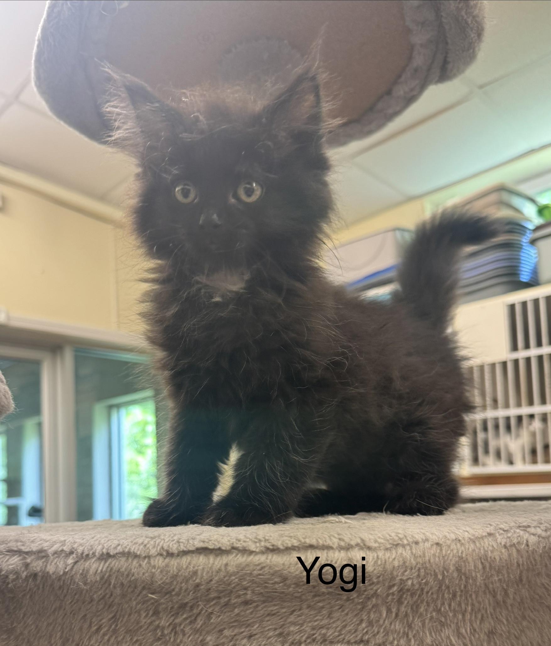 Yogi, adopted, Kitten Male Domestic Long Hair.
