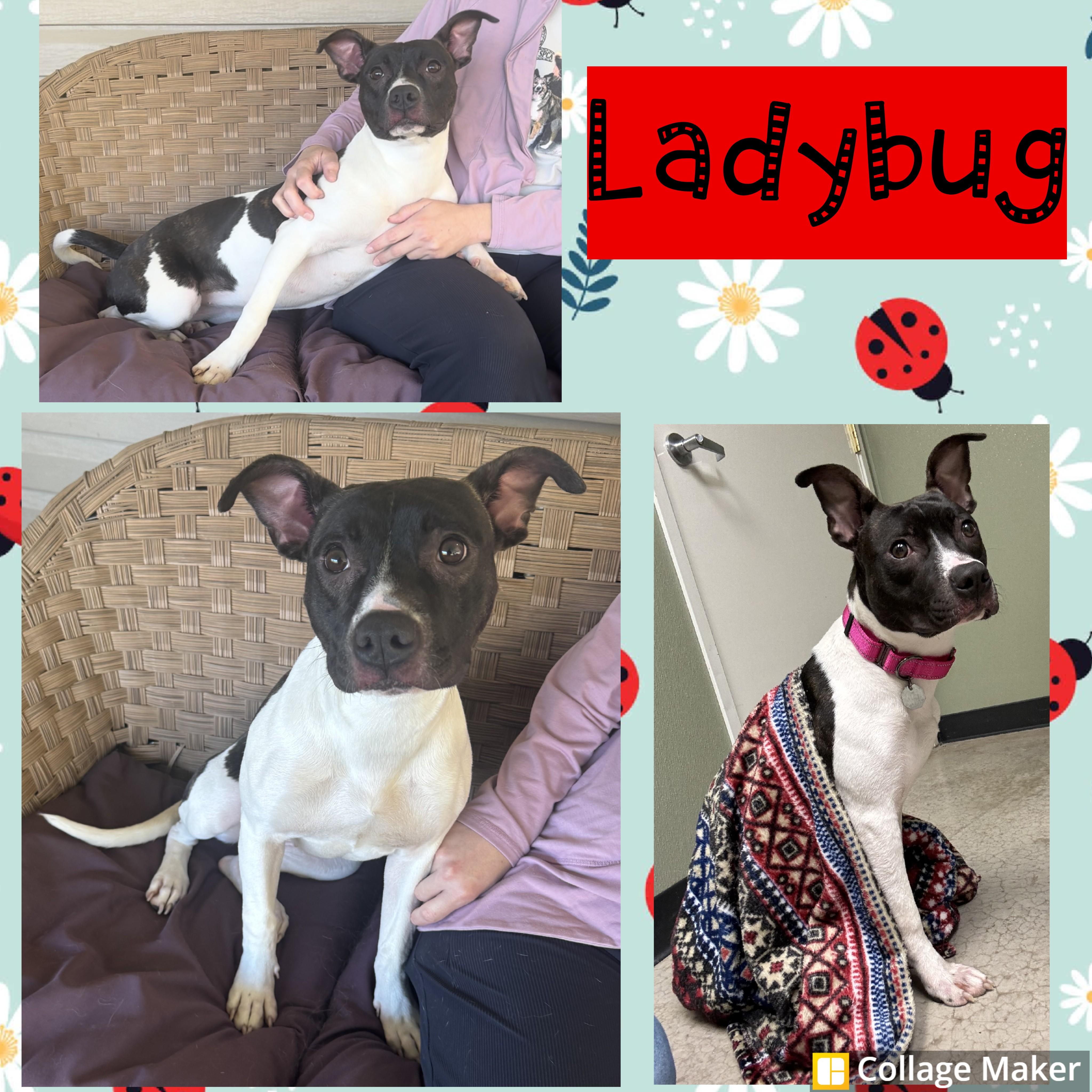LadyBug