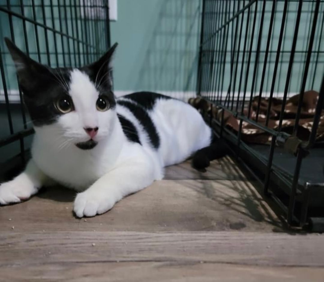 Sharlto, Adopted, Young Male Domestic Short Hair.