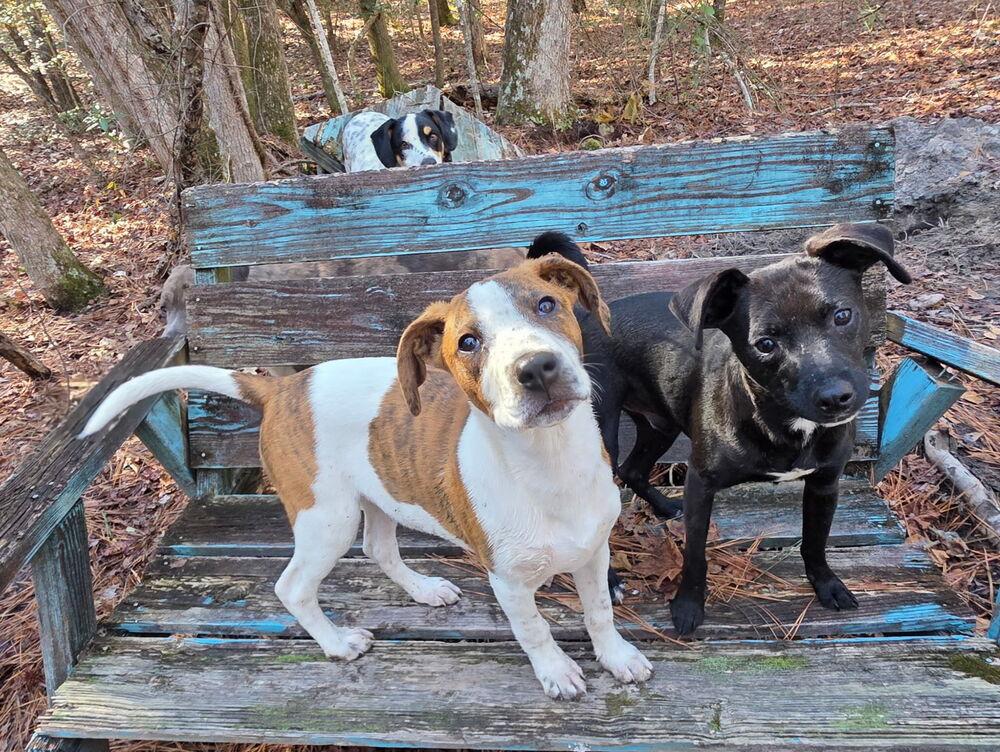 Lyra — thumbnail 2