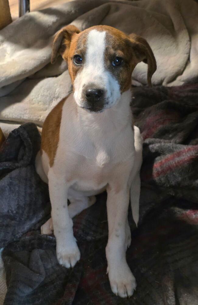 Lyra — thumbnail 3