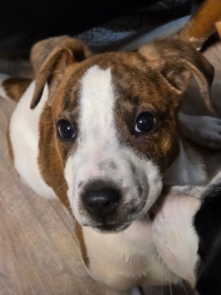 Lyra — thumbnail 4