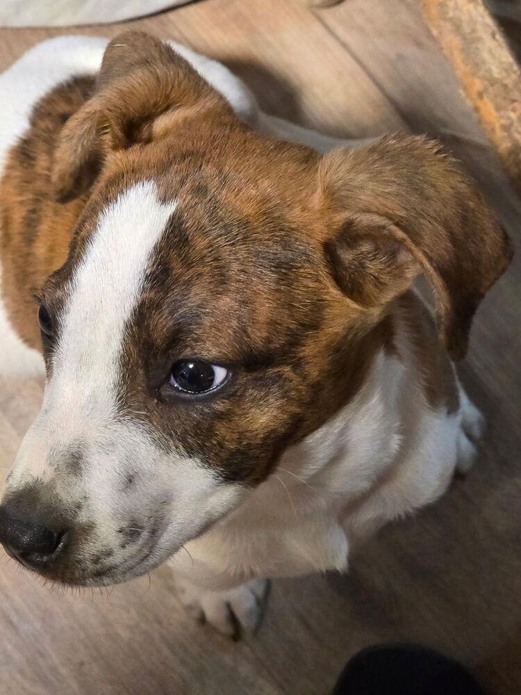 Lyra — thumbnail 5