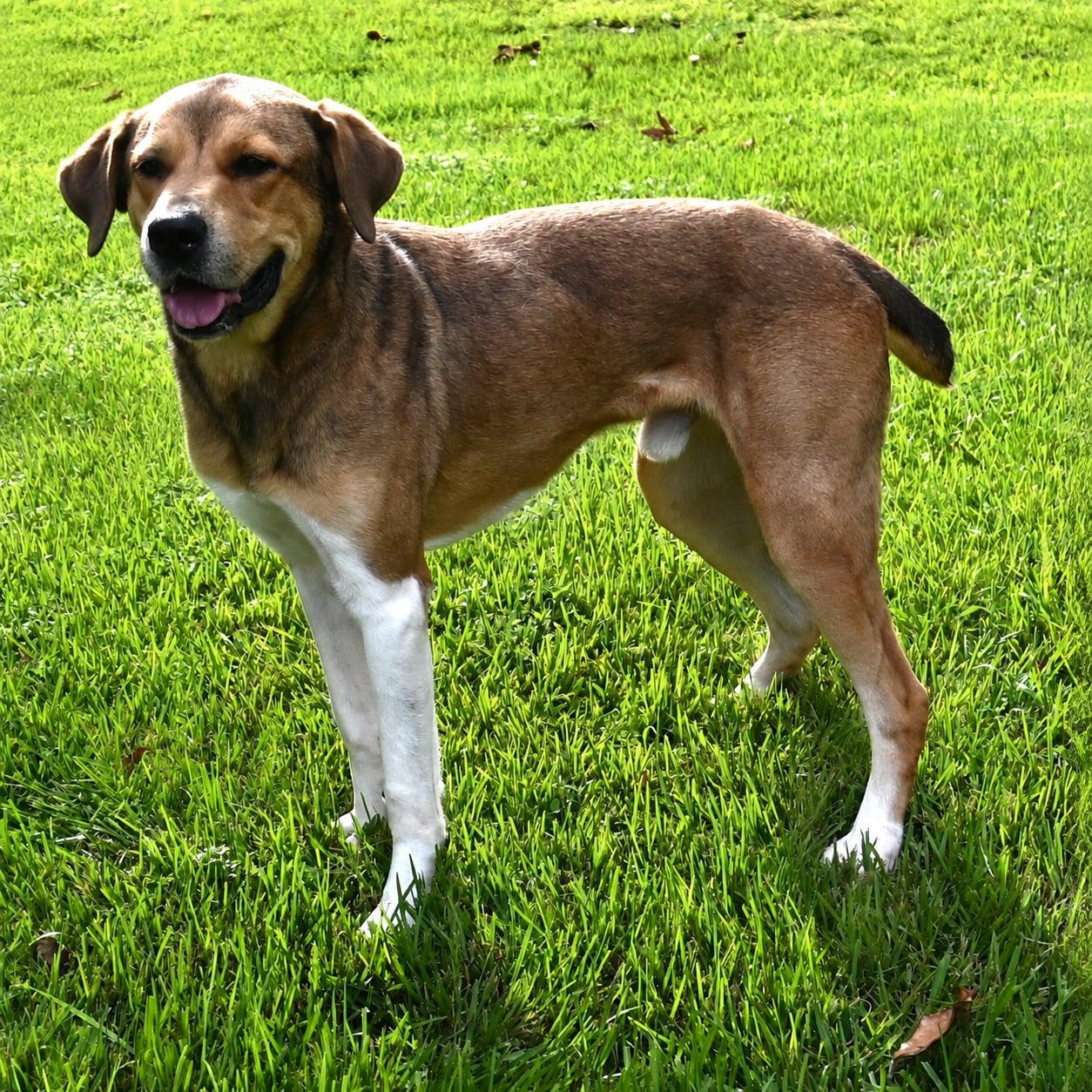 Enlarge Scrappy. (Such a Sweetie), a Adoptable mixed breed in Mt laurel Township, NJ image 5/5