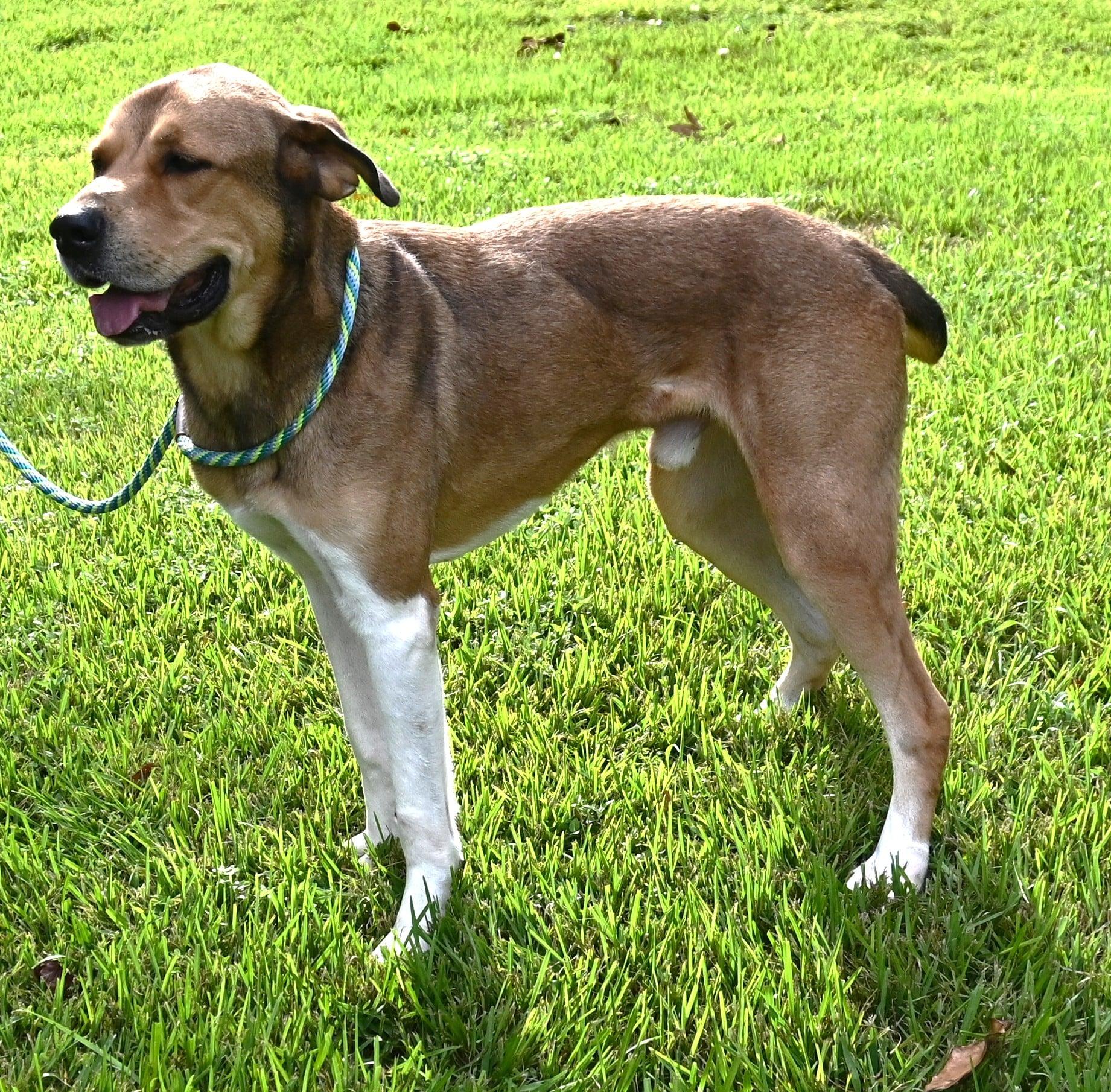 Enlarge Scrappy. (Such a Sweetie), a Adoptable mixed breed in Mt laurel Township, NJ image 3/5