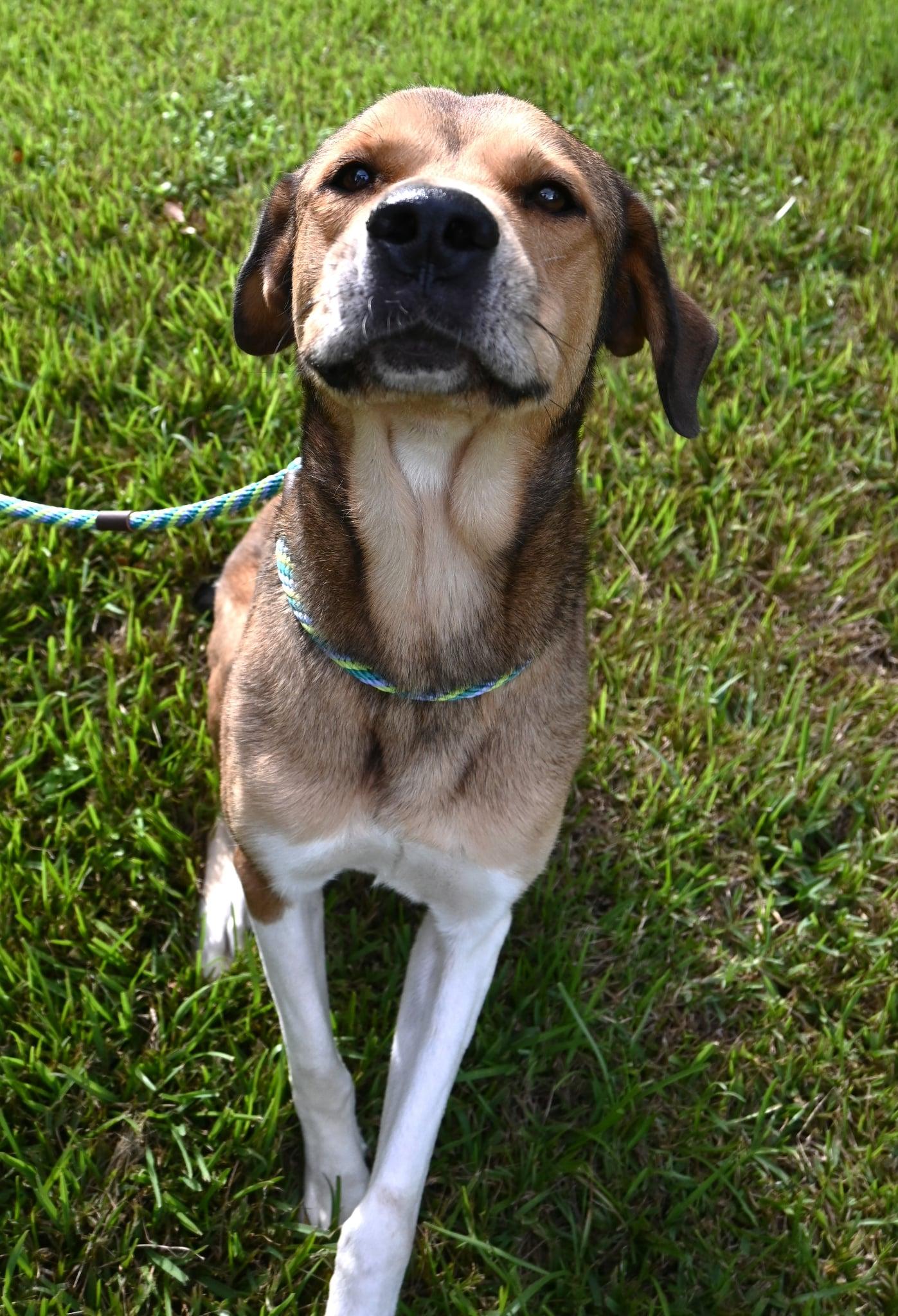 Enlarge Scrappy. (Such a Sweetie), a Adoptable mixed breed in Mt laurel Township, NJ image 4/5