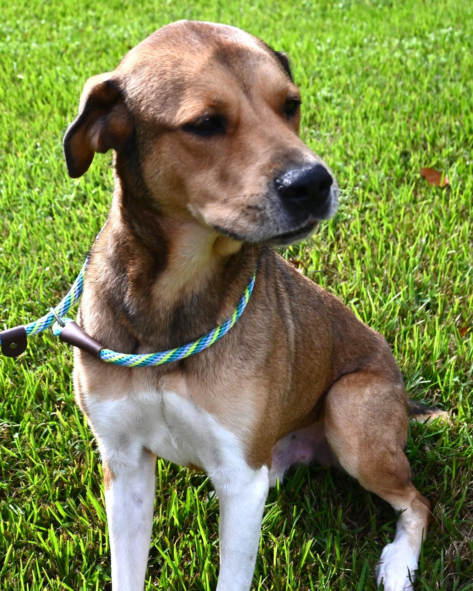 Enlarge Scrappy. (Such a Sweetie), a Adoptable mixed breed in Mt laurel Township, NJ image 1/5